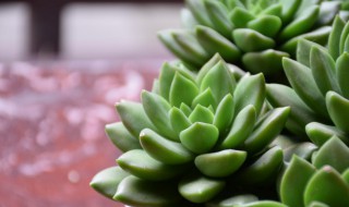 多肉植物根干了怎么办 多肉植物的根干了能不能活