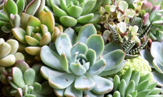 网上买的多肉植物怎么种（网上买的多肉植物怎么种植）