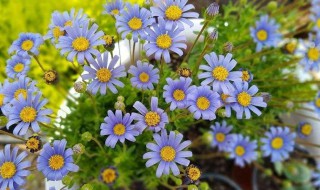 小雏菊什么时候开花（小雏菊什么时候开花啊）