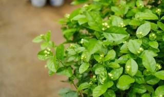 怎样养好茉莉 怎样养好茉莉花视频