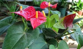 春天怎样养好红掌（冬天如何养好红掌）