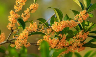 桂花怎么繁殖 桂花怎么繁殖最好
