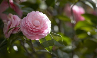 山茶花怎么繁殖（山茶花怎么繁殖后代）