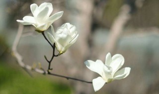 玉兰怎么繁殖（玉兰的繁殖方法与栽培技术）