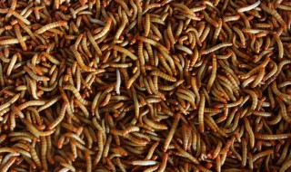 黄粉虫怎么繁殖 黄粉虫产卵视频教程