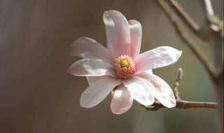 玉兰花怎么繁殖（玉兰花怎么繁殖?）