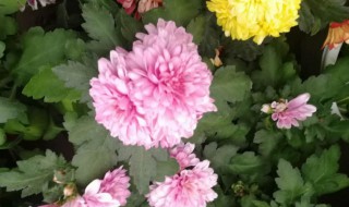 菊花怎么繁殖 菊花怎么繁殖后代