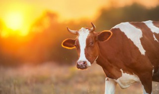 怎样养殖肉牛（如何养殖肉牛）