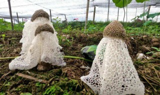 种植竹荪怎样养殖 种植竹荪怎样养殖好