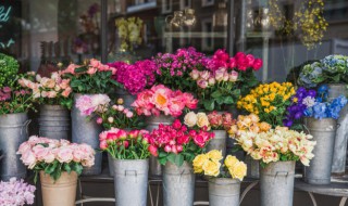 家里养花花盆有蚂蚁怎么办 室内花盆有蚂蚁怎么办