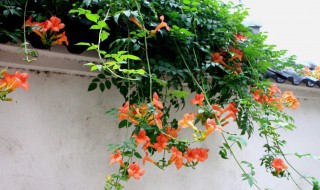 凌霄怎么养（凌霄花怎么养殖）