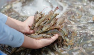 河虾在鱼缸里怎么养 小河虾怎么养在鱼缸