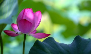 家里养花有蜜虫怎么办 家里养花有蜜虫怎么办呢