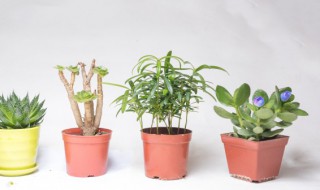适合家里好养的植物（在家里最好养的植物）