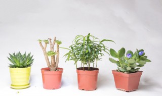 好养的观叶植物 比较好养的观叶植物