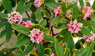 好养的香花（好养的香花品种）