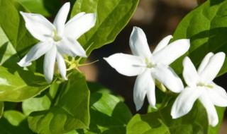 茉莉花是什么时候开花（茉莉花是什么时候开花的是什么季节）