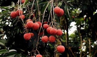 重庆适合种植荔枝吗 重庆适合种植荔枝吗现在