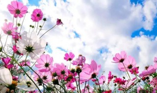 格桑花什么时候开花 格桑花什么时候开花?