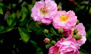 野蔷薇什么时候开花（野蔷薇什么时候开花?）