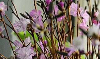 杜鹃花可以水培生根吗（杜鹃水培生根的方法水养多久会长根）