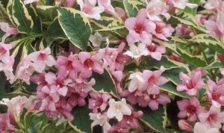 锦带花可以水培吗（带花的水培植物）