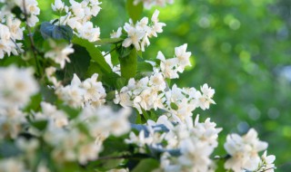 茉莉花水养可以养多久 水养茉莉花能养多久