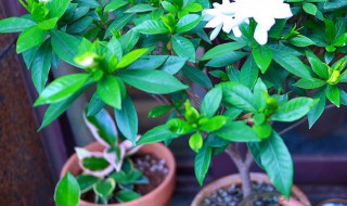 栀子花育苗方法（栀子花育苗方法有哪些）