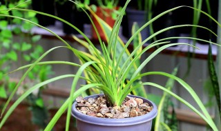 兰花能水培吗花兰花能水培吗 兰花可不可以在水培里面养根