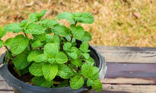 薄荷种子可以泡在水里生长吗 薄荷种子泡水里能发芽吗