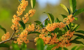 桂花树种子怎样育苗（桂花树种子怎样育苗视频）