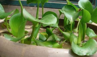 水葫芦可以土养吗 水葫芦能土养吗