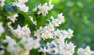 水培水仙花能活几年（水培水仙花能活几年寿命）