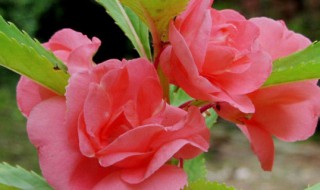 五彩凤仙花可以水培吗（五彩凤仙花可以水培吗图片）