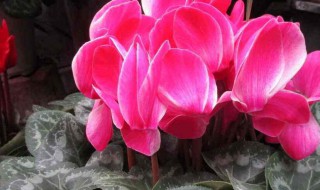 仙客来种子怎么种发芽快（仙客来种子发芽率）