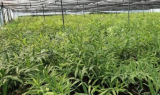 黄精育种种植技术（黄精苗种植）