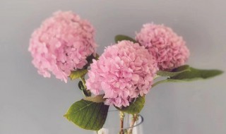 绣球花水养可以放几天（水养绣球花几年开花的养殖方法和注意事项）
