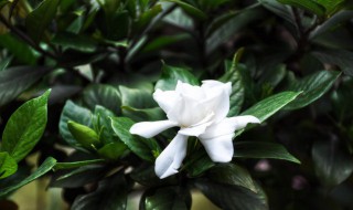 栀子花可以一直水养吗（栀子花能一直用水养吗）
