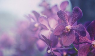 兰花可以水培吗（香雪兰花可以水培吗）