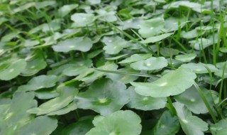 金钱草可以水养吗 金钱草可以纯水养吗