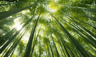 竹子种子怎样育苗 竹子种子种植技术