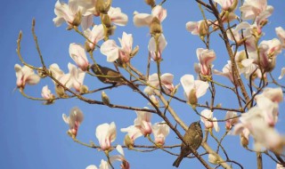 玉兰花枝条可以水培吗（玉兰花枝条可以水培吗视频）