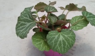 虎耳草可以水培吗 虎耳草可以水培吗