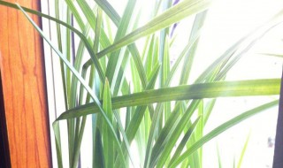 兰花种子怎么育苗 兰花种子怎么育苗图片