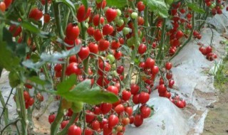 小番茄种植管理技术（小番茄种植管理技术要点）