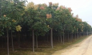 黄山栾树如何育苗 黄山栾树如何育苗视频