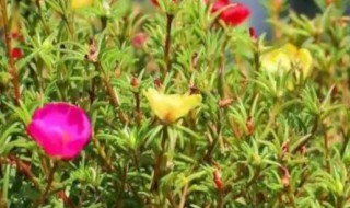 冬天太阳花苗种植方法 冬天太阳花苗种植方法视频