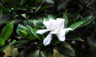 栀子花可以水养怎么养（栀子花水养怎么养才能养好）