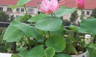 种碗莲可以不放土吗 碗莲不放土能养活吗