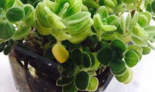 碰碰香水培可以活多久 碰碰香水培后可以在盆栽吗